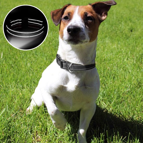 Collier pour chien 