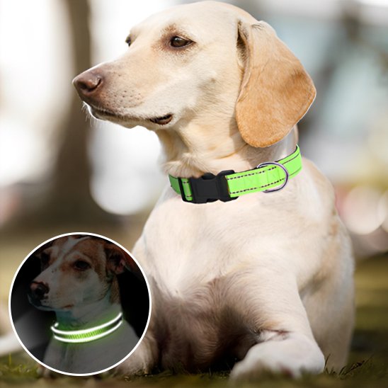 Collier pour chien 