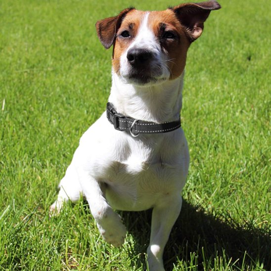 Collier pour chien 