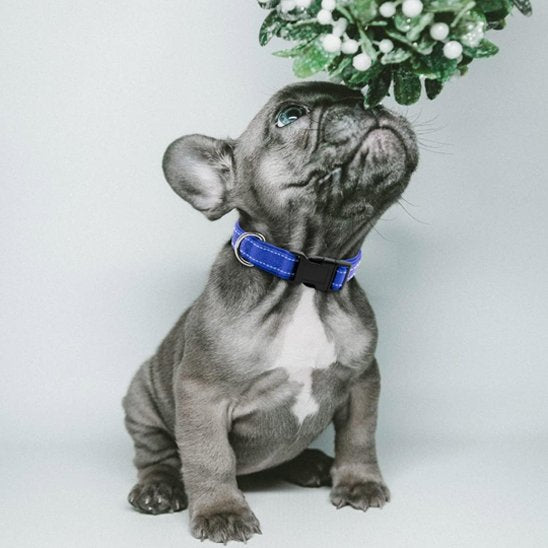 Collier pour chien 
