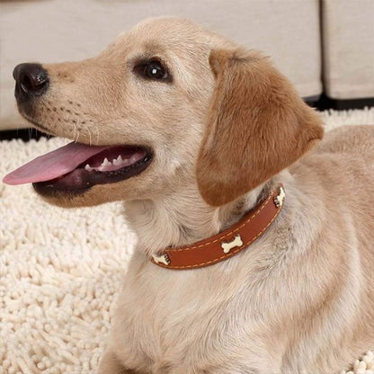 Collier pour chien
