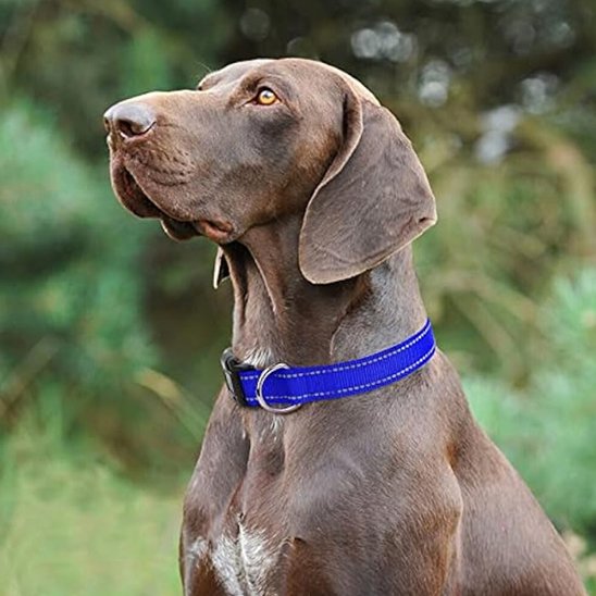 Collier pour chien 