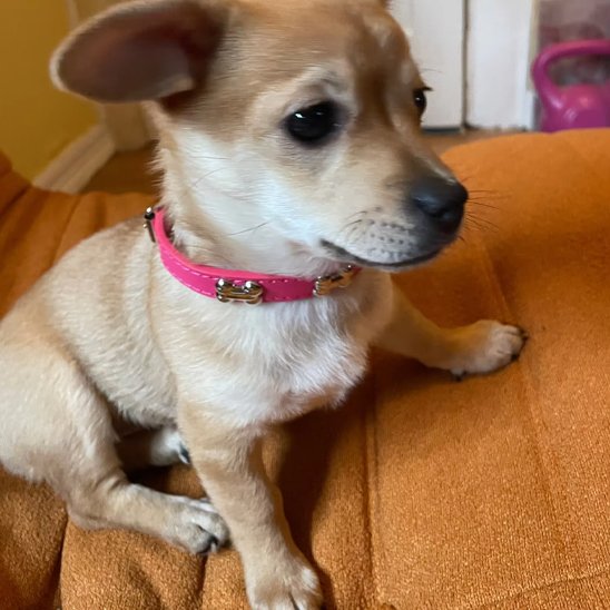 Collier pour chien