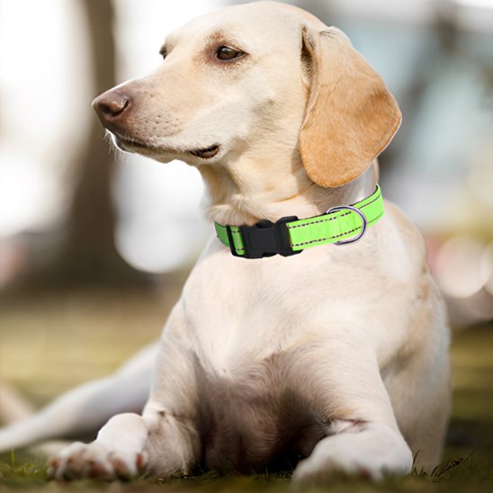 Collier pour chien 